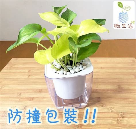 淨化廁所植物|廁所空氣清新秘訣：6種淨化空氣的植物推薦 